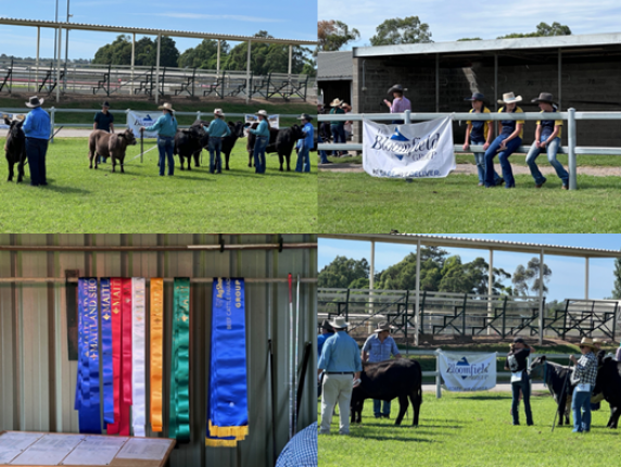 Bloomfield Group Sponsors Cattle Competition at Maitland Show 2025